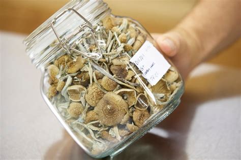 Newsom vetoes bill to decriminalize psilocybin ‘magic’ mushrooms, but leaves door open